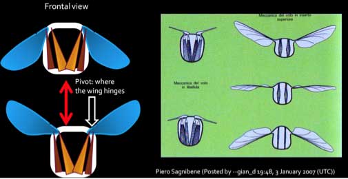 flight muscles - front view