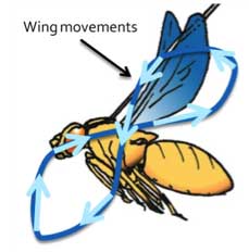 wing movement diagram