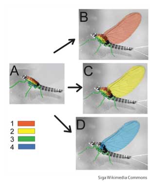wing evolution image