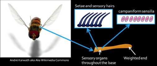 sendory input on halteres