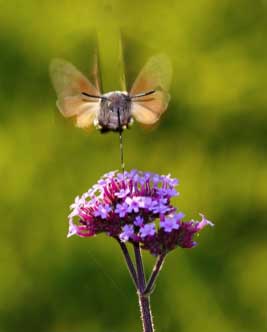 hovering hawk moth
