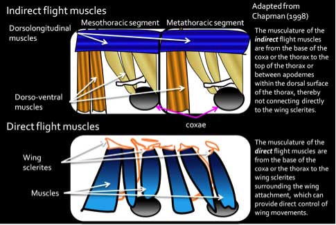 flight muscles