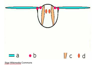 indirect flight mechanism