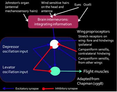 cicuitry of flight