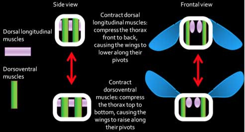 indirect flight muscles
