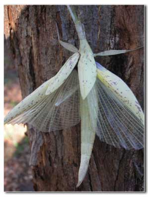 stick insect image