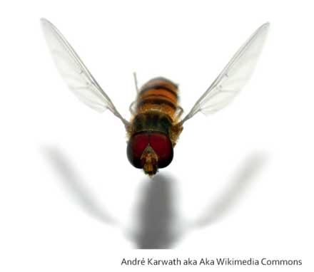 syrphid fly in flight