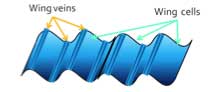 wing venation diagram