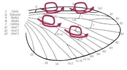 vortices on wing