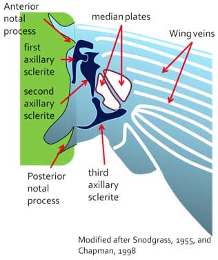 muscle attachment points in thorax