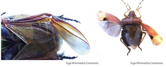 hemipteran wings
