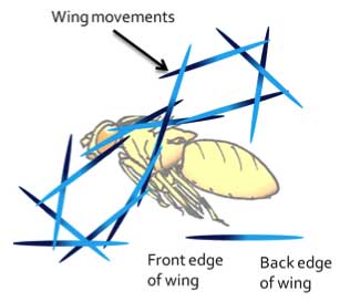 wing movements