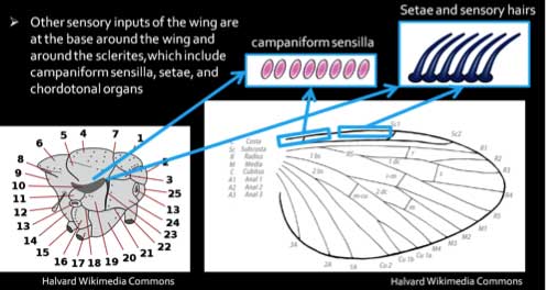 sensory input on wing