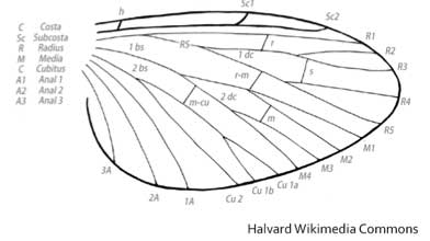 basic wing structure