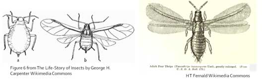 wing reduction image