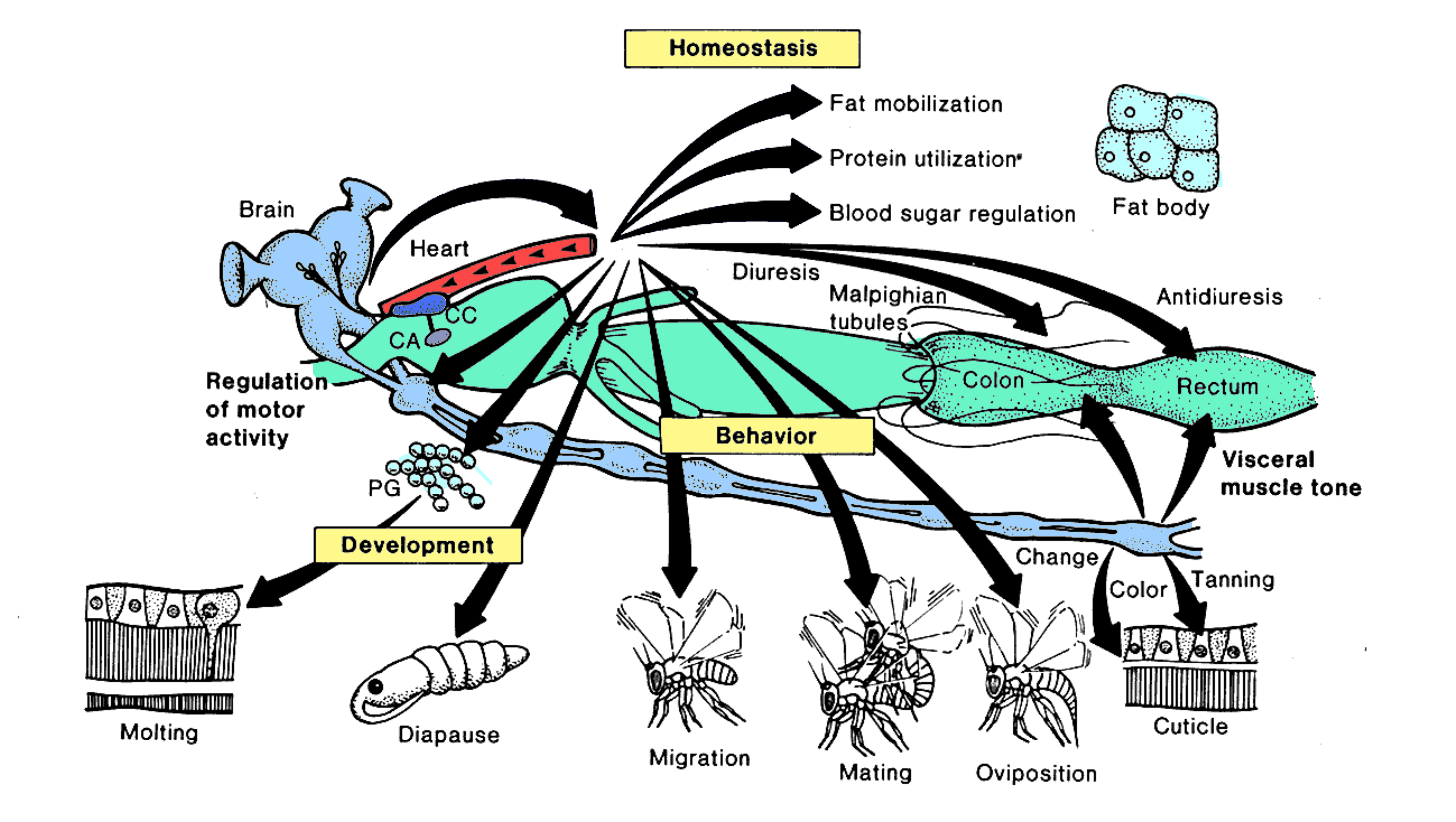 functions of hormones image