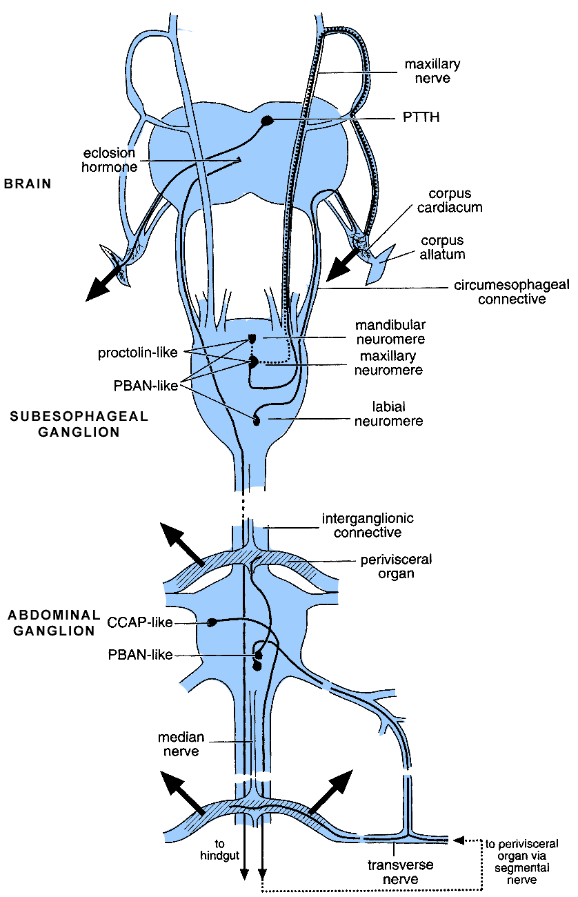 brain retrocerebral complex diagram