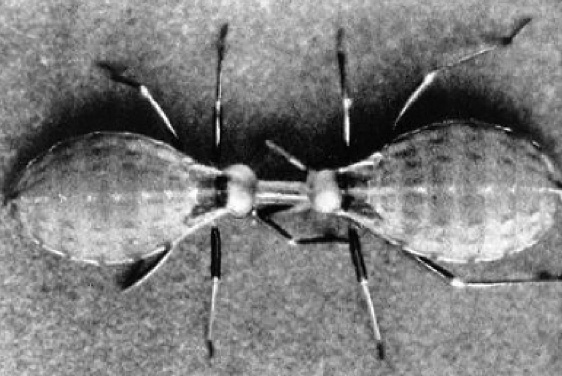 parabiosis image