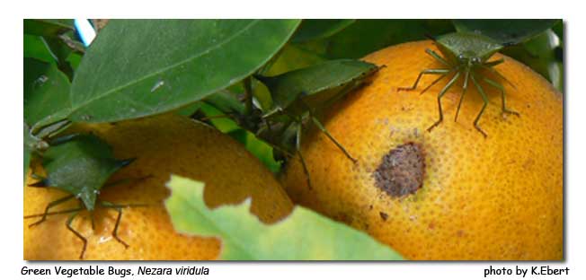 photo of green vegetable bugs
